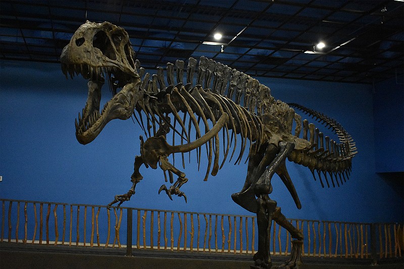 A cast of an Acrocanthosaurus dinosaur presides over the dinosaur gallery at the Museum  of the Red River in Idabel, Okla. The original fossil is the most complete Acrocanthosaurus ever found. (Museum of the Red River)
