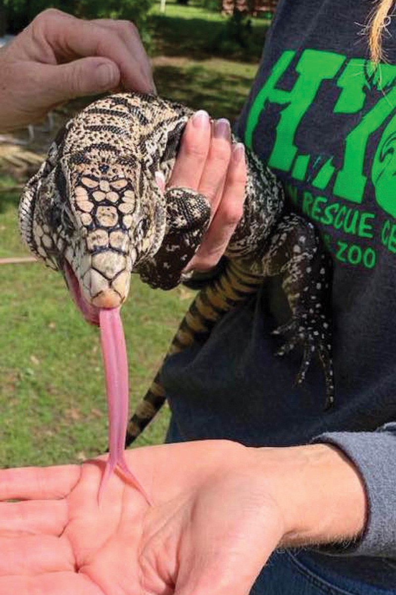 Tammy Virgin with Hochatown Wildlife Rescue shows off Tina the Tegu lizard to a visitor. Tina is one of about 30 animals at the rescue that were taken during a Miller County animal neglect case earlier this month.
