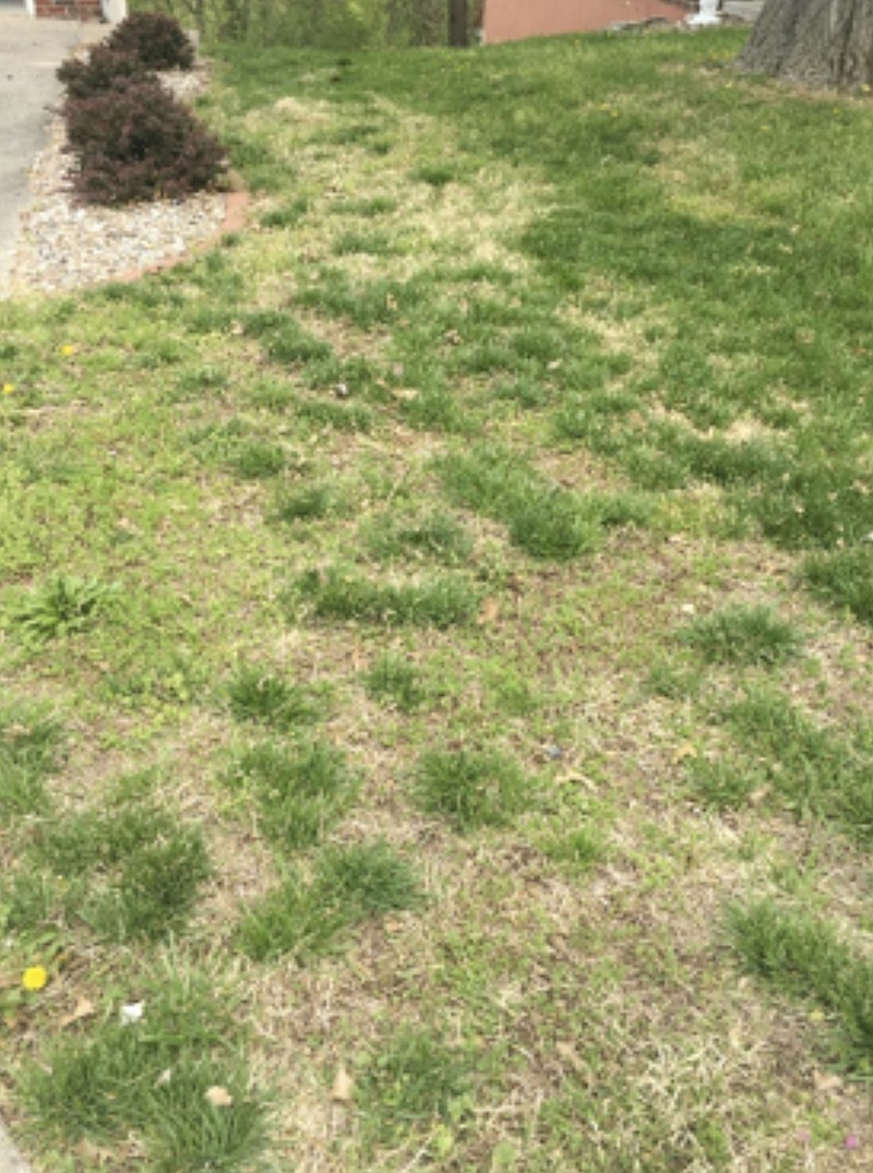 <p>Photo by Rena R. Barron</p><p>The best plan for this lawn so late into the spring is to mow it until mid-August. Then have your game plan ready to renovate it.</p>