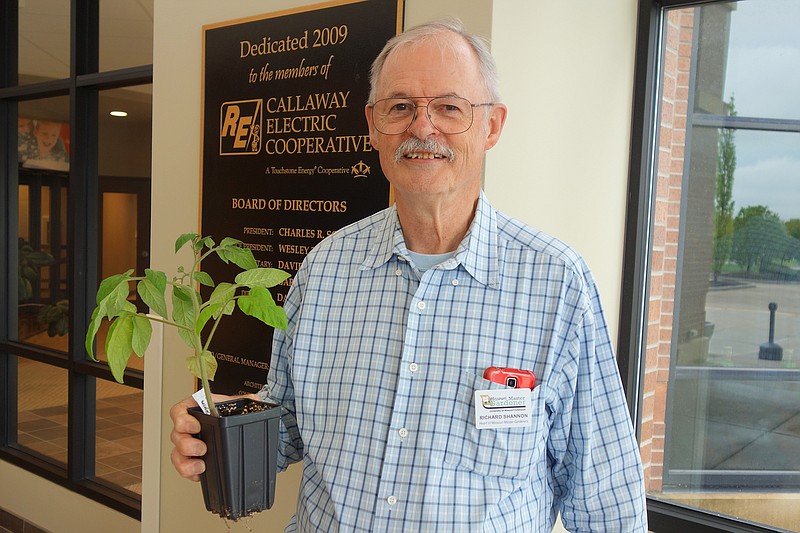 <p>Helen Wilbers/
FULTON SUN</p><p>Master Gardener Richard Shannon shared information about seed-saving and home gardening at Tuesday’s Women in Agriculture conference. He brought a number of young tomato plants, including the Brandywine he’s holding, to share with attendees.</p>
