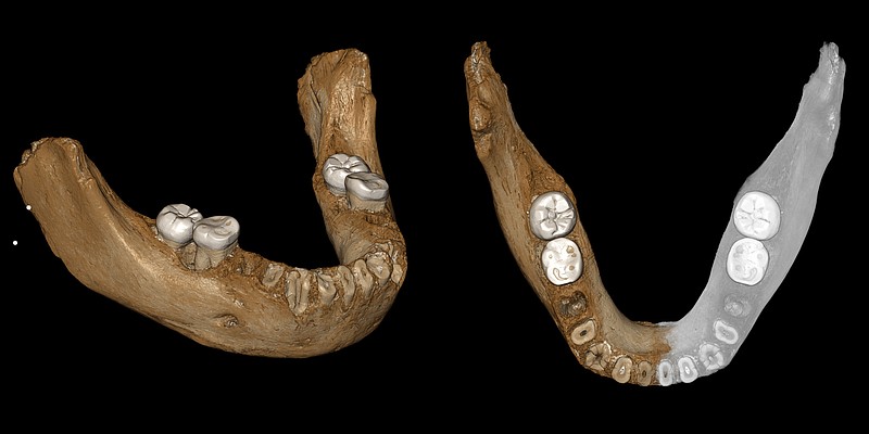 This combination of images provided by the Max Planck Institute for Evolutionary Anthropology, Leipzig shows two views of a virtual reconstruction of the Xiahe mandible. At right, the simulated parts are in gray. According to a report released on Wednesday, May 1, 2019, the bone is at least 160,000 years old, and recovered proteins led scientists to conclude the jaw came from a Denisovan, a relative of Neanderthals. (Jean-Jacques Hublin, MPI-EVA, Leipzig)