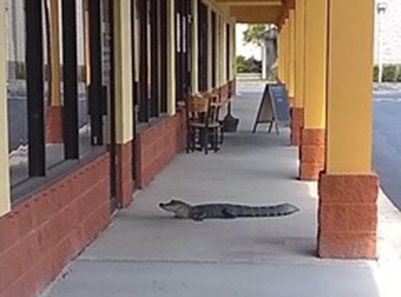 A small alligator visited a strip mall Tuesday in Port Richey before police safely herded it to a retention pond nearby. (Port Richey Police Department)
