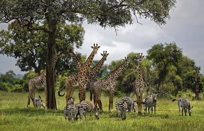 In this March 20, 2018, file photo, giraffes and zebras congregate under the shade of a tree in the afternoon in Mikumi National Park, Tanzania. The United Nations will issue its first comprehensive global scientific report on biodiversity on Monday, May 6, 2019. The report will explore the threat of extinction for Earth s plants and animals. 