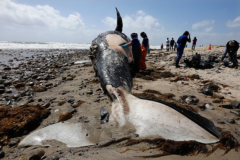 Biologists from NOAA (National Oceanic and Atmospheric Administration), Southwest Fisheries Service Center, take tissue and skin samples from a decomposing 43-foot grey whale on Lower Trestles beach in San Onofre State Park April 25, 2016. Biologists said the whale has been dead for about four days and shows no signs of external trauma (Mark Boster/ Los Angeles Times/TNS)