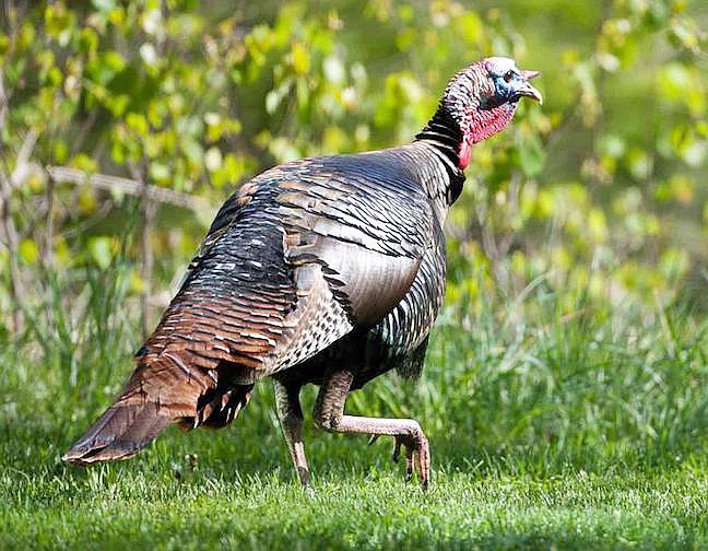 Preliminary data from MDC shows that turkey hunters checked 38,777 birds during Missouri's 2019 regular spring turkey season.