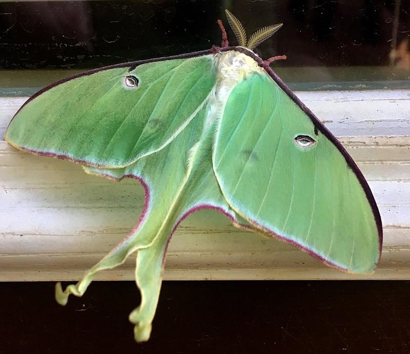 Luna moths live a week to 10 days as an adult. (Norman Winter/TNS)
