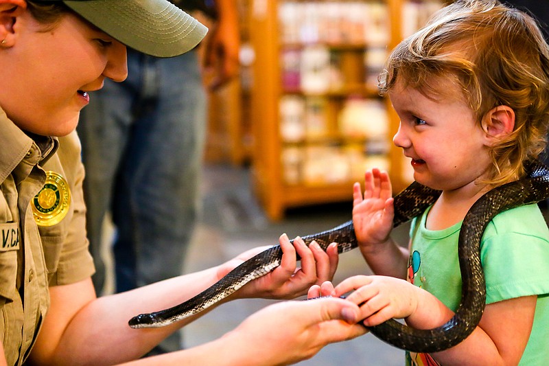  Lucy Josserand, from Texarkana, lets Victoria Carson from Arkansas State Parks put a black rat snake around her neck on Wednesday at the Arkansas Welcome Center in Texarkana, Ark. The center hosted an event with a live band and vendors to celebrate National Travel and Tourism week, May 5-11.