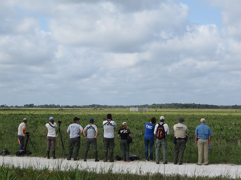 A team of biologists and environmental officials gather on May 9, 2019, in south Osceola County to release Florida grasshopper sparrows that were raised in captivity. The birds are highly endangered and are found only in southern Central Florida. (Kevin Spear/Orlando Sentinel/TNS)