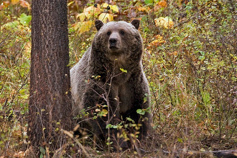 This undated file photo provided by the Montana Fish, Wildlife and Parks shows a sow grizzly bear spotted near Camas in northwestern Montana. Native American tribes are seeking permanent protections for the bruins, which would outlaw hunting regardless of the species' population size. (Montana Fish, Wildlife and Parks via AP, File)