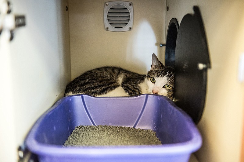 A change in environment causes stress for cats. It's common to find kitties at rescue centers cozying up inside or near their litter box, where the smell of their urine can help to provide comfort and familiarity. (Grace Dickinson/Philadelphia Inquirer/TNS)