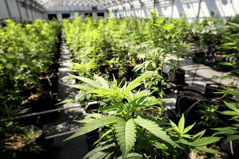 FILE - In this May 5, 2015 photo, marijuana plants grow at a Minnesota Medical Solutions greenhouse in Otsego, Minn. Advocates for legalizing marijuana have long argued it would strike a blow for social justice after a decades-long drug war that disproportionately targeted minority and poor communities. (Glen Stubbe/Star Tribune via AP, File)