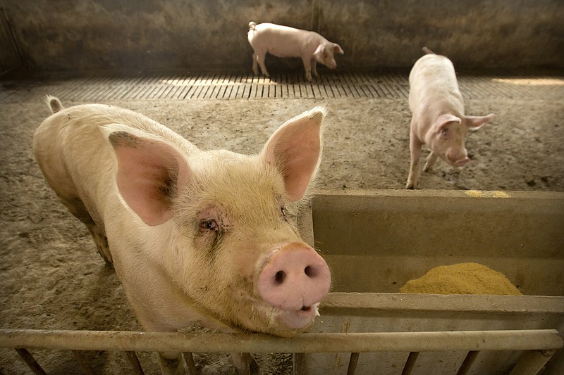 In this May 8, 2019, photo, pigs stand in a barn at a pig farm in Jiangjiaqiao village in northern China's Hebei province. Pork lovers worldwide are wincing at prices that have jumped by up to 40 percent as China's struggle to stamp out African swine fever in its vast pig herds sends shockwaves through global meat markets. (AP Photo/Mark Schiefelbein)