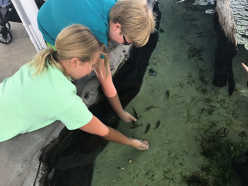 Miriam Tribou, 10, left, and Morgan Tribou, 12, dip their hands into a touch pool with cleaner fish at Miami Seaquarium. (Richard Tribou/Orlando Sentinel/TNS)