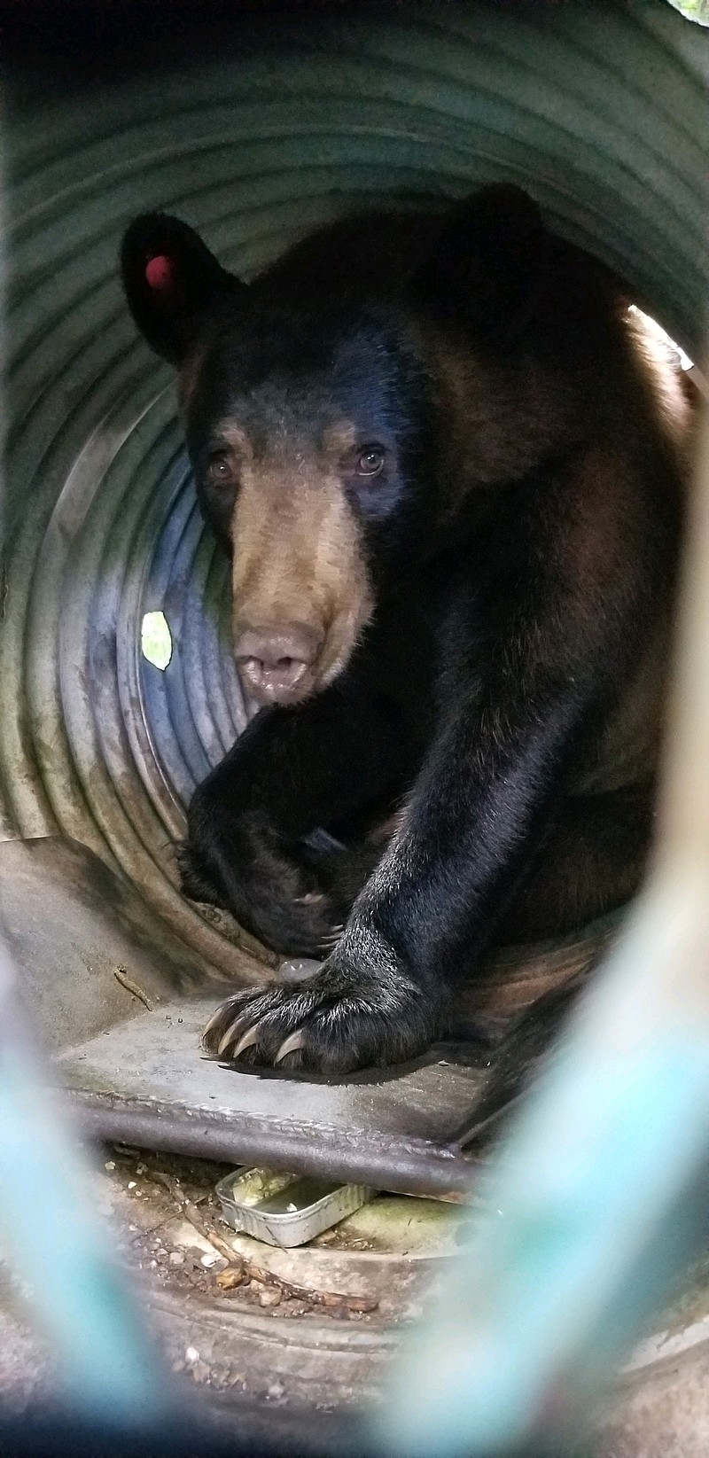 A young black bear, seen wandering around Hope, Ark., awaits relocation after being captured Wednesday by Arkansas Game and Fish Commission biologists.
(Submitted photo)