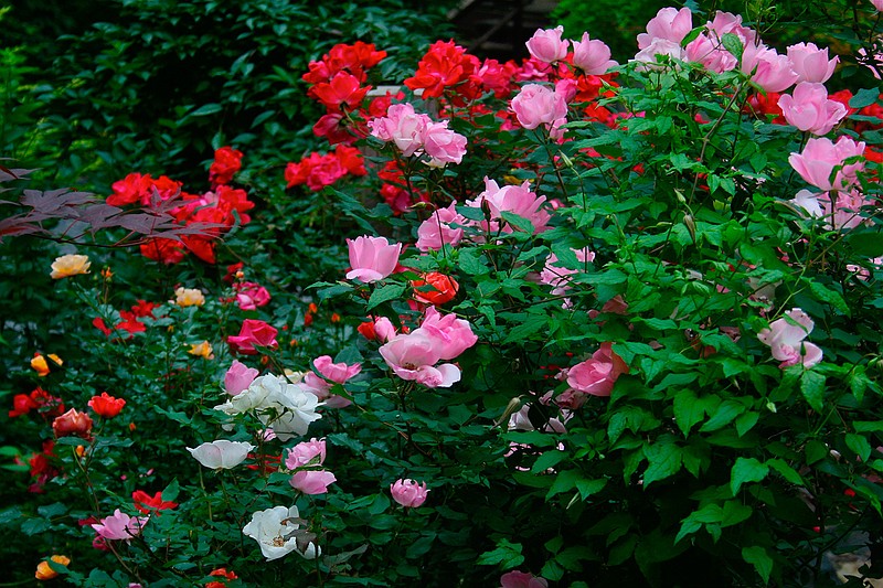This May 21, 2010 photo shows a variety of shrub roses in their third year growing on a mountain property near New Market, Va. While some rose varieties have earned a reputation for being fussy or difficult to grow, most of the newer shrub rose hybrids are disease resistant, carefree and repeat blooming. (Dean Fosdick via AP)