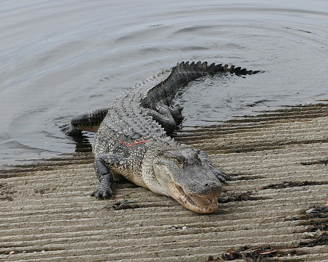 The Sulphur River has a healthy population of alligators, according to Eley Talley, a wildlife biologist with the Arkansas Game and Fish Commission.