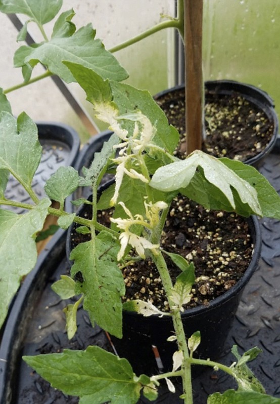 <p>Photo submitted to Cole County Extension Center</p><p>Initial symptoms of glyphosate injury on tomatoes are characteristically seen as white/yellow discoloration at the base of the leaflets. Since the foliage isn’t twisting up too bad, there is a good chance the plants will come out of it.</p>