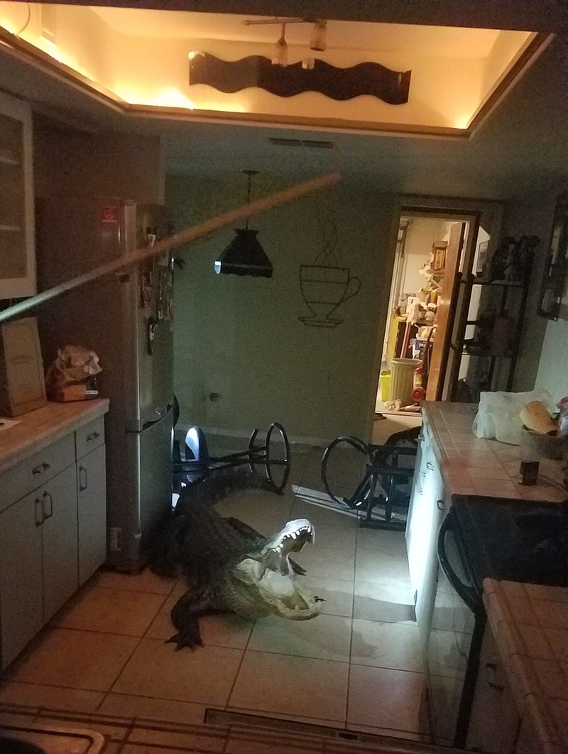 An 11-foot alligator broke into a home in Clearwater, Fla. Police responded with an alligator trapper, who captured the animal and removed it. (Clearwater Police Department) 