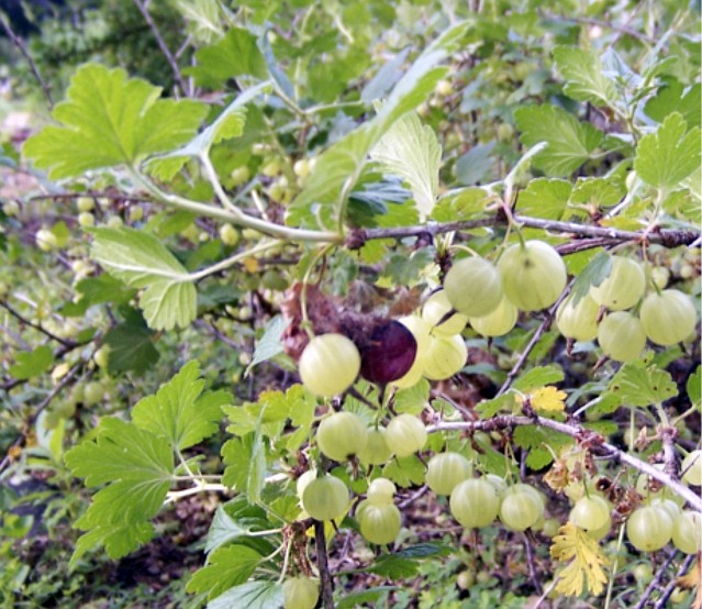 Normal gooseberries (green) with ones being eaten by the gooseberry fruitworm (dark red and, just behind, brown). The caterpillar eats out the berries and produces some webbing as it moves between them, resulting in a group of rotting and deflated berries, dirty and stuck together.