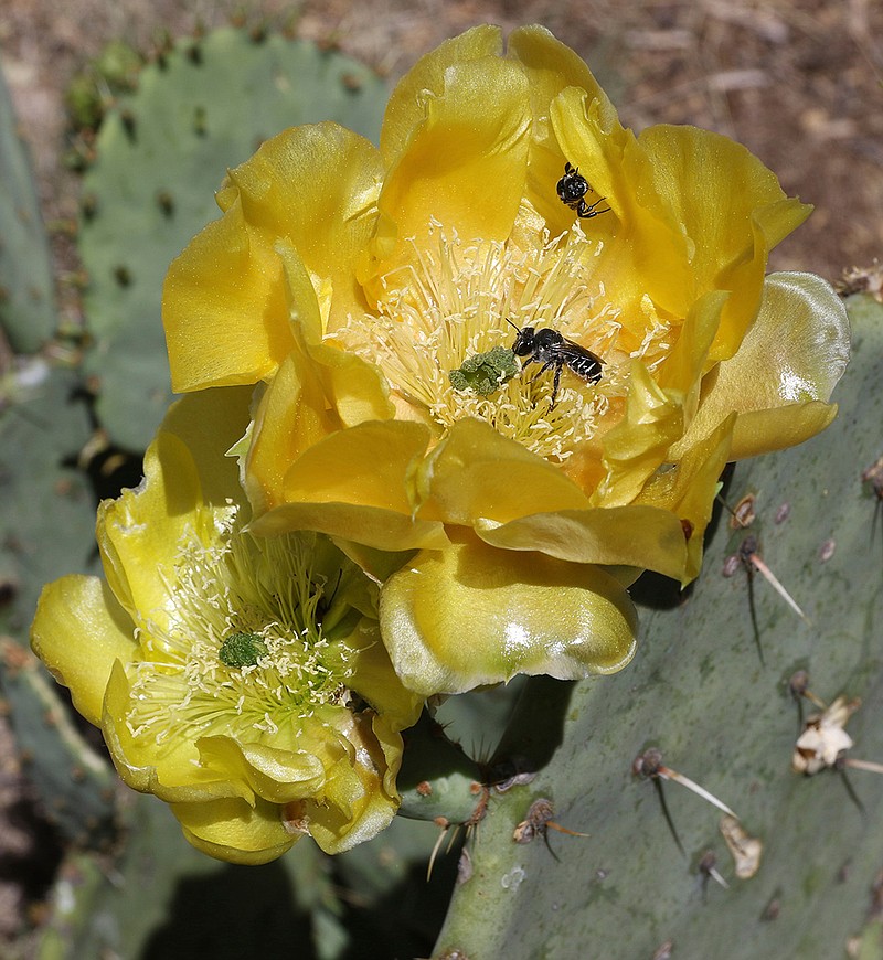 Sweat bees gather pollen from a flowering prickly pear cactus May 23, 2019, at the park.