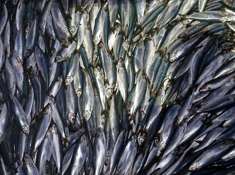 FILE - In this Wednesday, July 8, 2015 file photo, herring are unloaded from a fishing boat in Rockland, Maine. A study published Tuesday, June 11, 2019 finds a warmer world may lose a billion tons of fish and other marine life by the end of the century. The international study used computer models to project that for every degree Celsius the world warms, the total weight of life in the oceans drop by 5%. (AP Photo/Robert F. Bukaty, File)