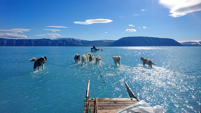 In this photo taken on Thursday, June 13, 2019 sled dogs make their way in northwest Greenland with their paws in melted ice water. Diplomats and climate experts gathered Monday in Germany for U.N.-hosted talks on climate change amid growing public pressure for governments to act faster against global warming. Over the weekend, a picture taken by Danish climate researchers showing sled dogs on the ice in northwest Greenland with their paws in melted ice water was widely shared on social media. Greenland s ice melting season normally runs from June to August but the Danish Meteorological Institute said this year's melting started on April 30, the second-earliest time on record going back to 1980. (Danmarks Meteorologiske Institut/Steffen M. Olsen via AP)