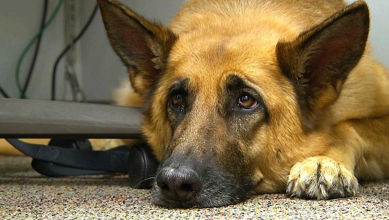 This Feb. 18, 2014 shows Lexy, a therapy dog at Fort Bragg, N.C. A study released on Monday, June 17, 2019 suggests that over thousands of years of dog domestication, people preferred dogs that could pull off the "puppy dog" eyes look. And that encouraged the evolution of the facial muscle behind it, researchers propose. (AP Photo/Alex Sanz, File)