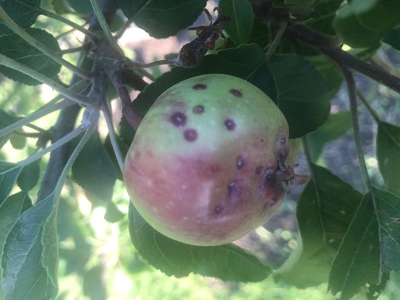 These spots on the apple are likely apple scab. Unfortunately, they are far easier to control early in the season and that often requires a fungicide application at flowering. (Photo submitted by Gail Severance)