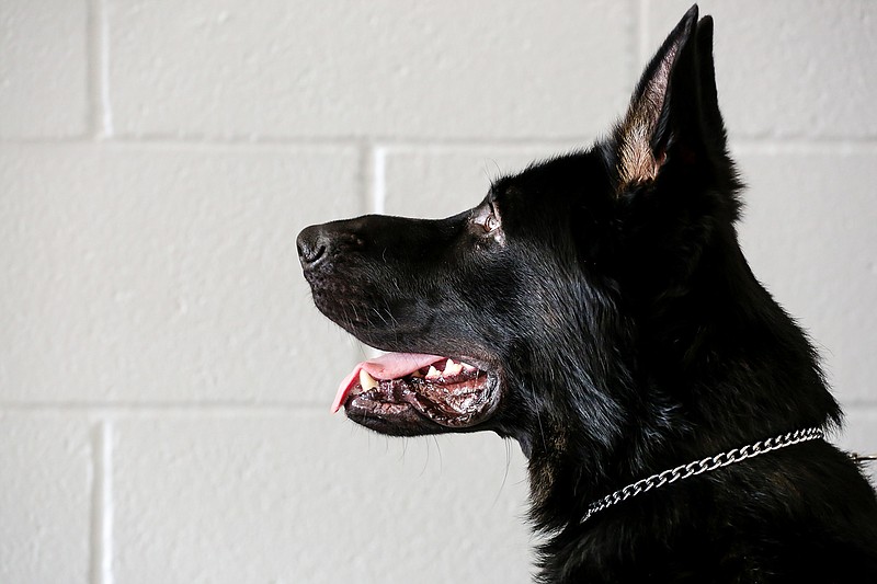 Major, a German shepherd narcotics-detection canine, makes his first appearance Tuesday at Fouke High School. Superintendent Dr. Jim Buie said Major is "primarily a deterrent" for students involved in substance abuse.
