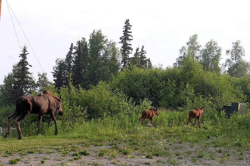 Moose run as a smoky haze from a wildfire on Alaska's Kenai Peninsula obscures the Chugach Mountains 60 miles (100 km) away in Anchorage, Alaska, on Tuesday, June 25, 2019, as seen from the Moose Run Golf Course. (AP Photo/Mark Thiessen)