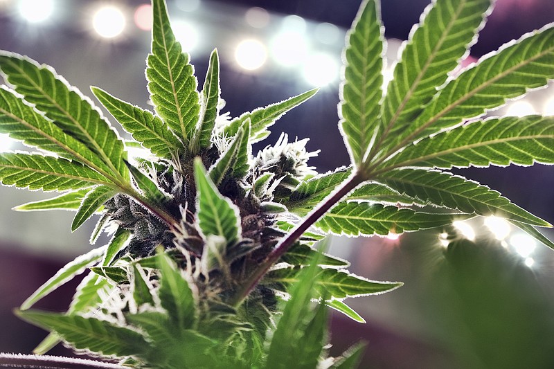 FILE - This May 20, 2019 file photo shows a mature marijuana plant beginning to bloom under artificial lights at Loving Kindness Farms in Gardena, Calif. 