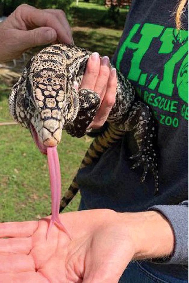 Tammy Virgin with Hochatown Wildlife Rescue shows off Tina the Tegu lizard to a visitor. Tina is one of about 30 animals at the rescue that were taken during a Miller County animal neglect investigation in April.