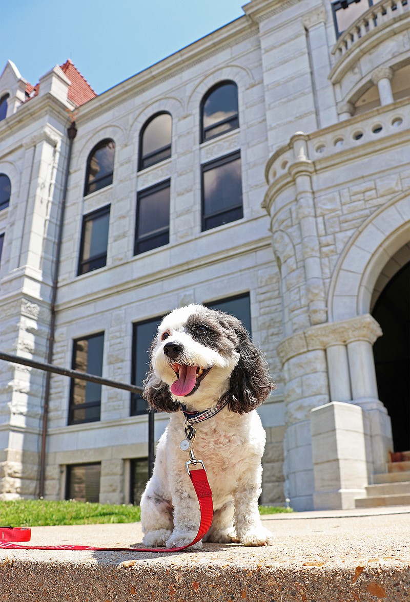Olive the wonder dog sits on the front steps of the Cole County Courthouse Monday afternoon. Olive, a small poodle mix, is a therapy dog for the Capital City Court Appointed Special Advocates (CASA). She comforts children as they go through court proceedings.