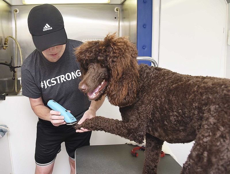 Julie Smith/News Tribune
Stephanie Grabill of Steph's Pooch Parlor grooms Jewel, a chocolate standard poodle, Monday in her portable grooming trailer. Grabill recently moved here from Maryland and brought her mobile business with her. 