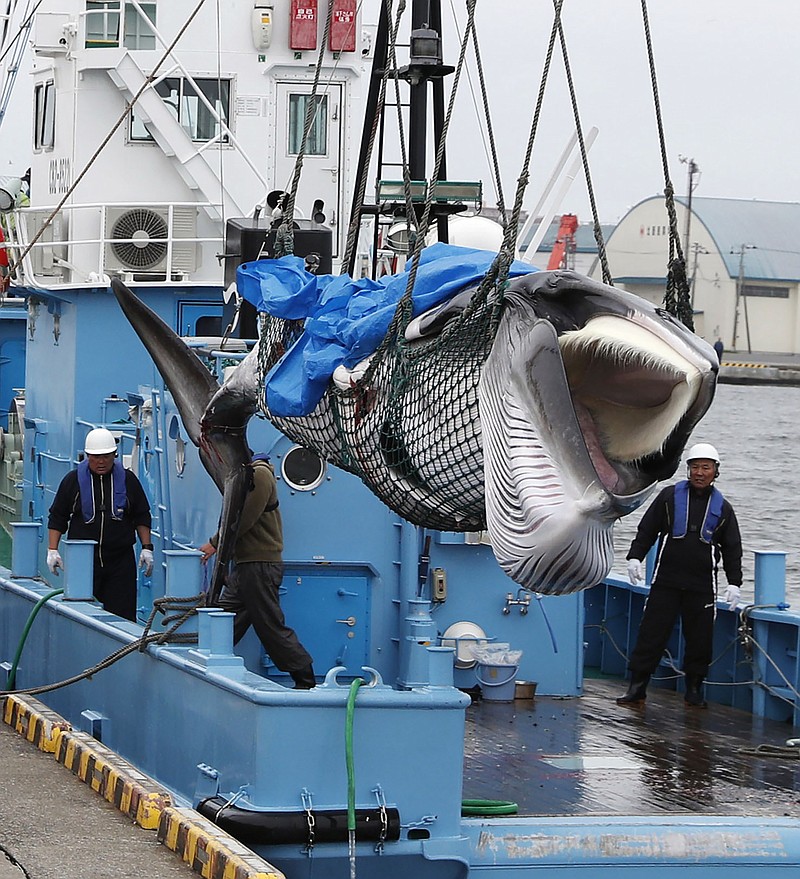 A whale is unloaded at a port in Kushiro, in the northernmost main island of Hokkaido, Monday, July 1, 2019. Japan is resuming commercial whaling after 31 years, meeting a long-cherished goal seen as a largely lost cause. Japan's six-month notice to withdraw from the International Whaling Commission took effect Sunday.(Masanori Takei/Kyodo News via AP)