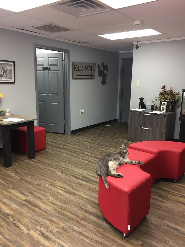 In this undated photo, a cat lounges in the lobby and reception area of the Conway, Ark., animal shelter. Plans for new and renovated facilities at the Texarkana Animal Care and Adoption Center are nearly identical to the Conway shelter, said Charles Lokey, animal services director for Texarkana, Ark. (Submitted photo)