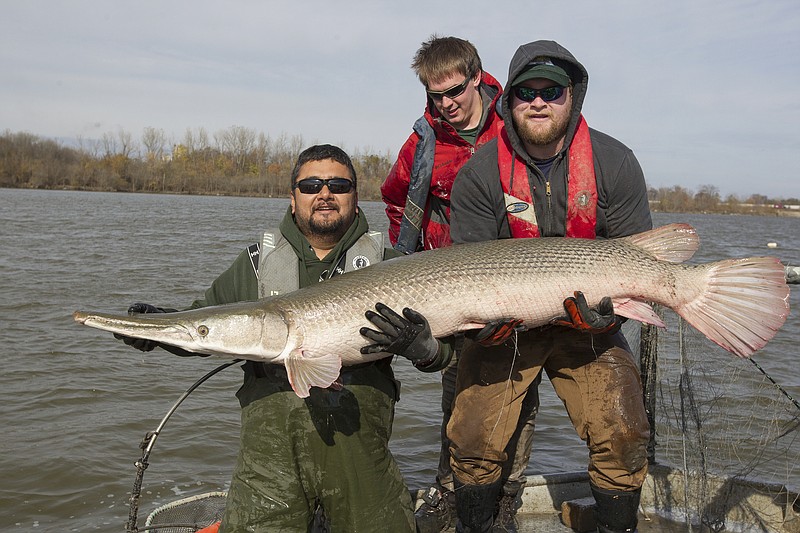 In this Nov. 8, 2019 photo provided by the Missouri Department of Conservation, Salvador Mondragon, left, leads a team as they sample for alligator gar in a private lake in Cape Girardeau, Mo. Missouri scientists are trying to save the state's dwindling population of alligator gar, one of the country's largest and most feared fish species. Missouri Department of Conservation officials have stocked the species in locations near the Mississippi River eight times in the last 12 years. Alligator gar have declined in part because the state doesn't have strict regulations to prevent overfishing of the species that's known for its long body, large snout and numerous teeth.(David Stonner/Missouri Department of Conservation via AP)