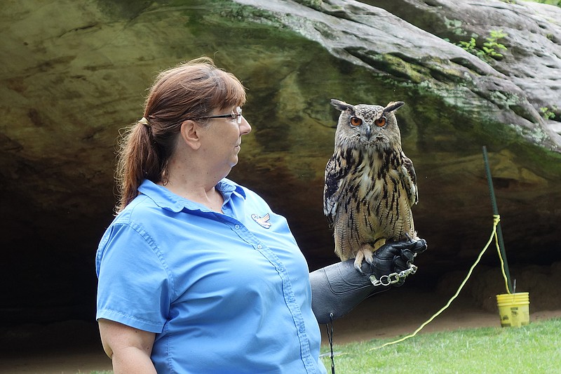 "Here's looking at you, kid," says Bogart the Eurasian eagle owl, held by the World Bird Sanctuary's Sandra Lowe. The owls are not native to the United States and often substitute for great horned owls (which are native) in television and movies.