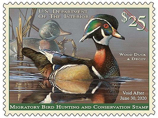 The 2019-20 Federal Duck Stamp, featuring a wood duck and decoy painted by Minnesota artist Scot Storm.