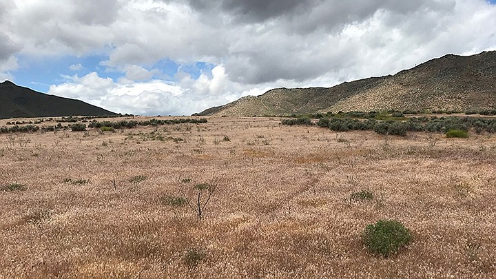 Cheatgrass spreads into the distance in Northern California, close to the Nevada border. The invasive weed has carpeted millions of acres in the West. (Professor Elizabeth Leger/University of Nevada, Reno/TNS)