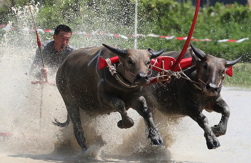 A Thai farmer controlling a pair of buffaloes competes in the flooded field during the annual Wooden Plow Buffalo Race in Chonburi Province, southeast of Bangkok, Thailand, Saturday, July 13, 2019. The farmers are celebrating the start of the sowing season by racing the buffaloes whose usual duty is to plow field. (AP Photo/Sakchai Lalit)