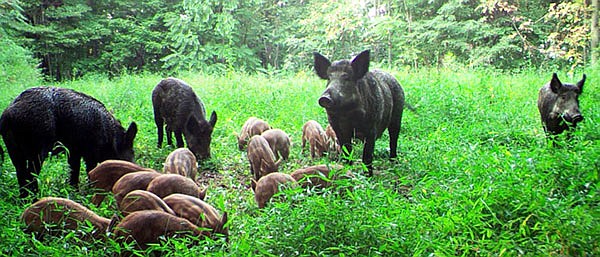 The USDA estimates feral hogs cause approximately $2.4 billion in damages and control costs each year. At least $800 million is direct agricultural damage.