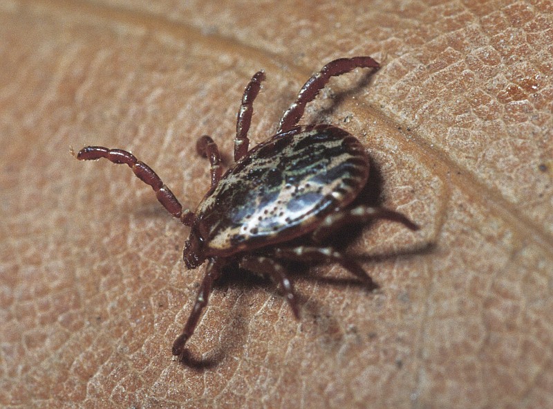 Also called wood ticks, dog ticks are most likely to bite people during spring and summer.
