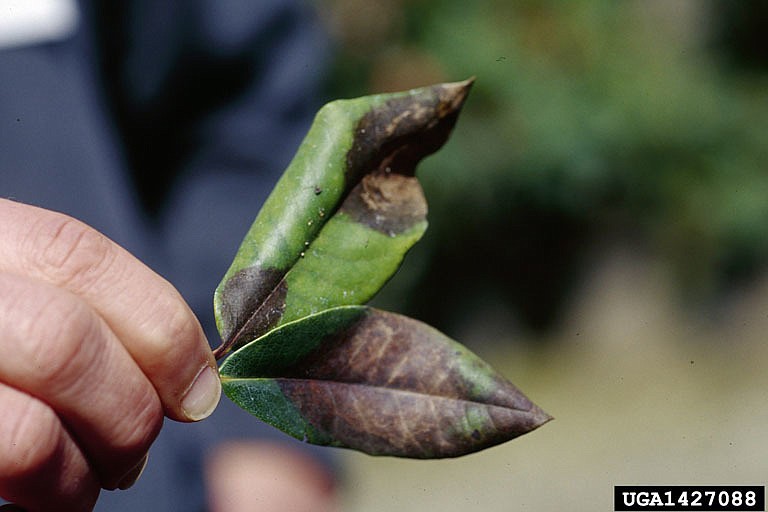 This photo by Joseph O'Brien, USDA Forest Service, shows some of the symptoms of Sudden Oak Death. Rhododendrons distributed by Walmart, Rural King and other stores across Missouri may have carried the disease into the state.