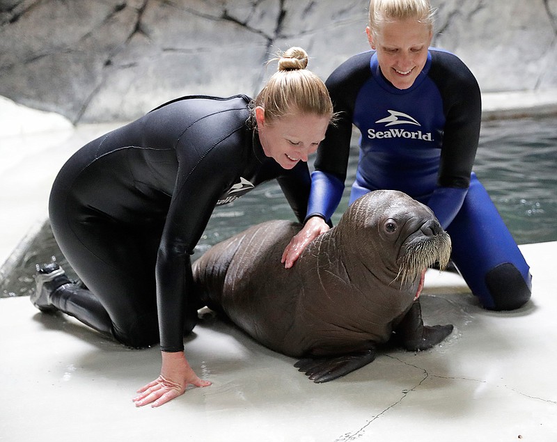 An unnamed baby walrus born July 3 at SeaWorld Orlando is cared for by Nicole Meyers, left, and Senior Zoo Specialists Meredith Myers, right, and Friday, July 12, 2019, in Orlando, Fla. SeaWorld is providing 24-hour care for the baby walrus including bottle feedings, socialization and companionship. (AP Photo/John Raoux)