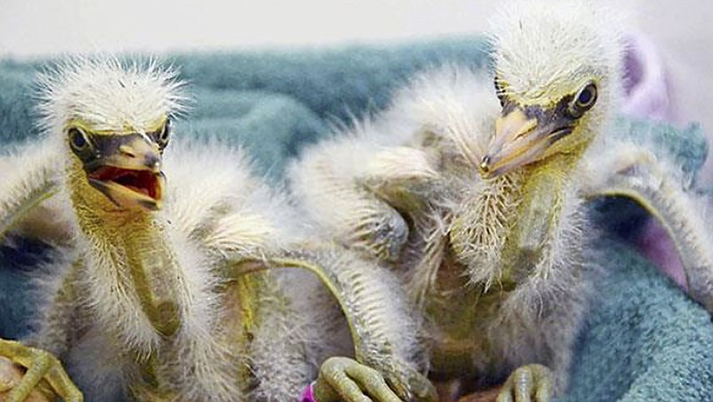 This July 12, 2019, photo released by International Bird Rescue shows baby snowy egrets being cared for in Fairfield, Calif. The animal rescue group is asking for help caring for baby snowy egrets and black-crowned night herons left homeless last week after a tree fell in downtown Oakland. (International Bird Rescue via AP)
