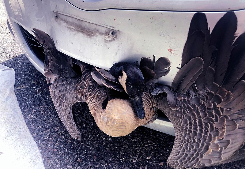 In this Saturday, July 20, 2019, photograph provided by Tanisha Tyler, a goose is stuck in the grille of a pizza delivery driver's car in Burlington, Vt. The delivery man slammed on his brakes when he saw the goose waddling across the road, and heard a thud when he struck the bird. When he returned to the pizza shop he was surprised to see the goose, alive, sticking out the front of his car. The goose expected to make a full recovery, according to authorities. (Tanisha Tyler via AP)