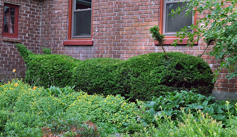 This undated photo shows a row of yews along a house foundation in New Paltz, N.Y. With dense, small leaves and readiness to resprout from pruning cuts, yews are easily pruned as a topiary — in this case as a giant caterpillar. (Lee Reich via AP)