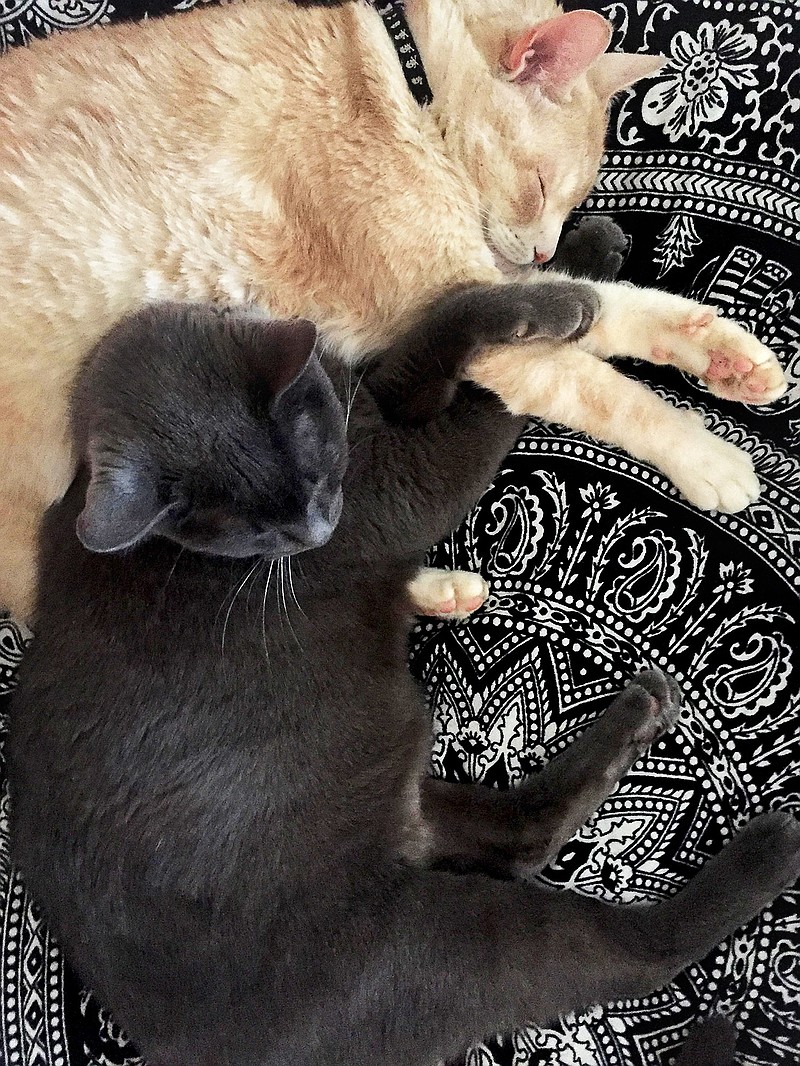 Why does cat change her sleeping spots?