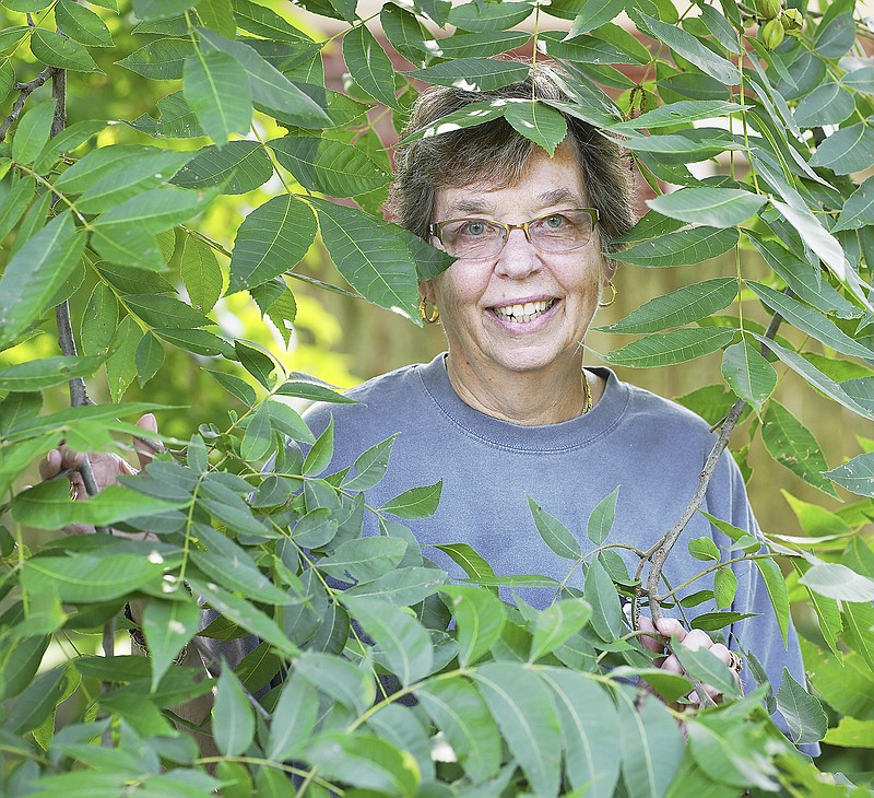 Jeanne Schwaller peers out from between the branches of a Missouri pecan tree in her back yard. She planted the tree as a seedling many years ago, and it has grown to produce nut meats and provide shade for her house. 